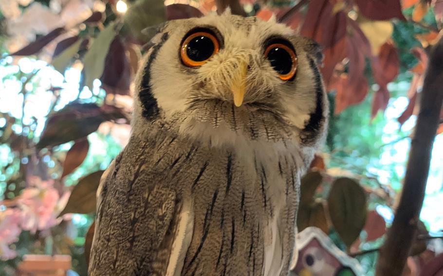 A northern white-faced owl has an otherworldly gaze at the Kamakura Owl Forest near Tokyo.