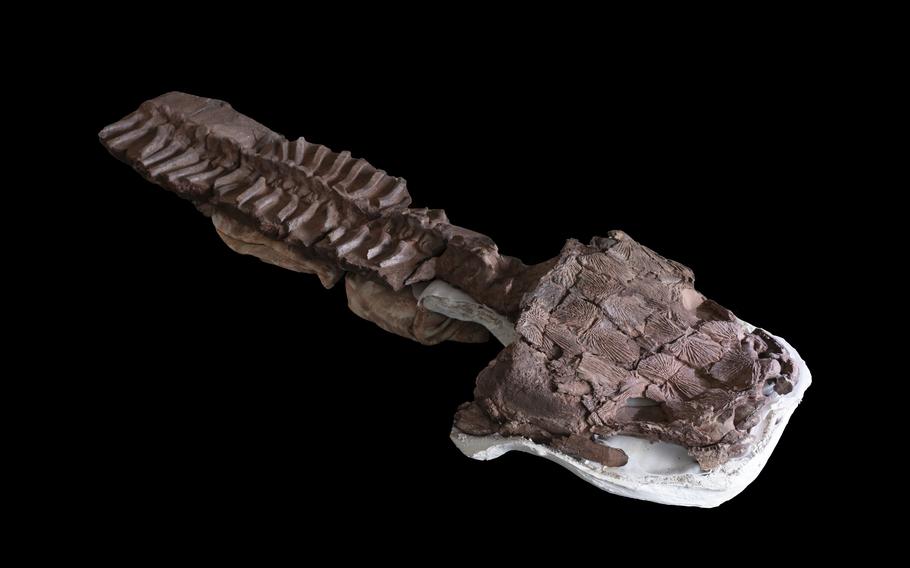 A nearly complete skeleton of Gaiasia jennyae in 2018. 