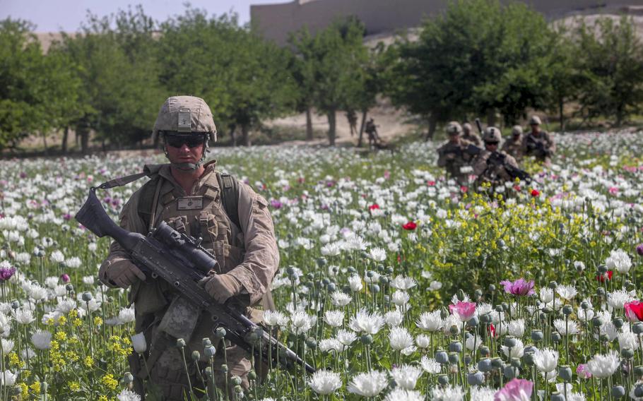 U.S. Marines patrol through a poppy field on their way to Patrol Base Mohmon in the Lui Tal district, Helmand province, Afghanistan, on April 17, 2012. 