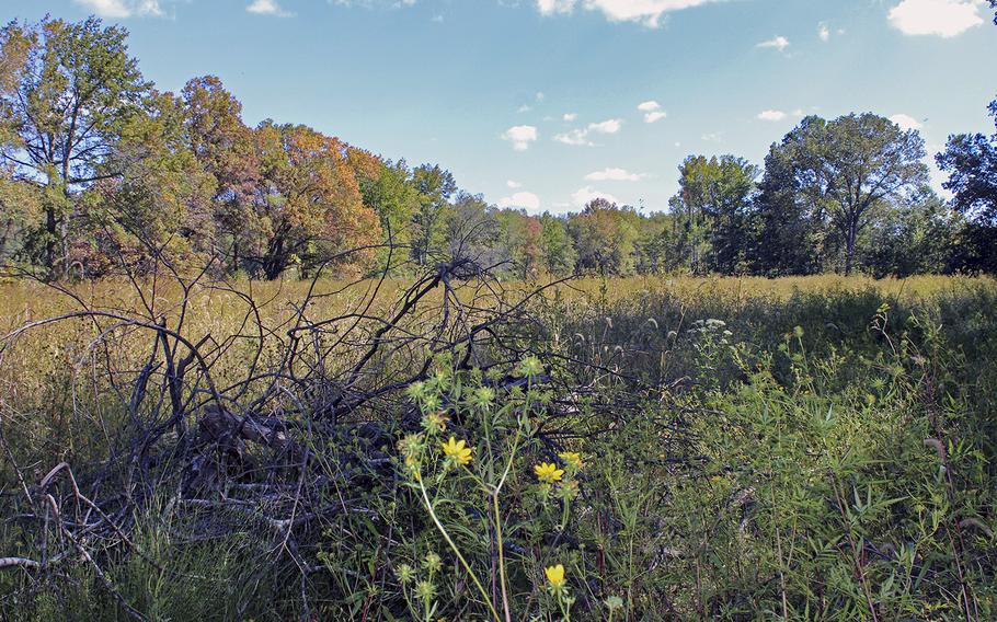 Wetlands at Mattawoman Creek in Charles County, Md., Sept. 24, 2019. 