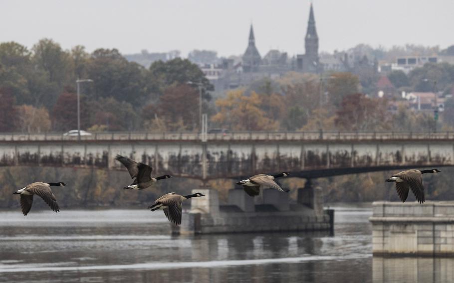 Geese fly over the Potomac River near the 10-mile mark of the 48th Marine Corps Marathon on Sunday, Oct. 29, 2023, in Arlington, Va.