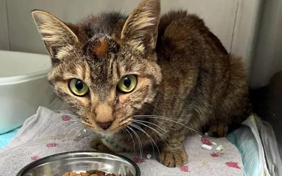 A GoFundMe campaign hopes to raise enough money to fly Luna, who went missing in December at Yokota Air Base in western Tokyo, to her family in Oklahoma. 
