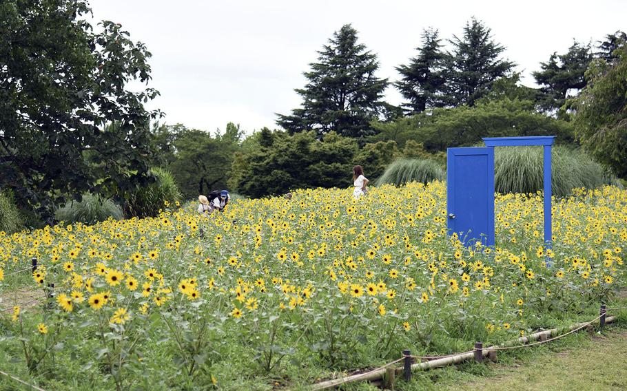 A family stands in a field of flowers at Showa Memorial Park in Tachikawa, Tokyo, Tuesday, July 27, 2021.
