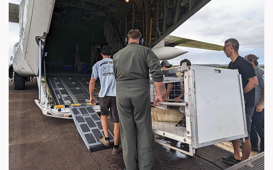 The U.S. Coast Guard Hawaii Pacific helped rescue and transport a female Hawaiian monk seal RL68, which is now receiving diagnostic testing and care at The Marine Mammal Center’s Ke Kai Ola monk seal hospital.