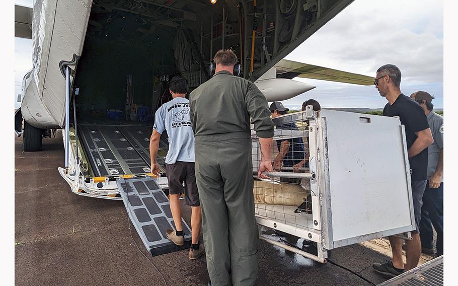 The U.S. Coast Guard Hawaii Pacific helped rescue and transport a female Hawaiian monk seal RL68, which is now receiving diagnostic testing and care at The Marine Mammal Center’s Ke Kai Ola monk seal hospital.