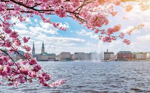 view of Alster Lake in Hamburg framed by blooming cherry tree on beautiful sunny spring day