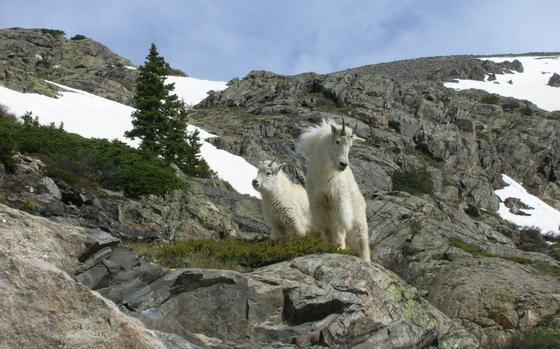 The Camp Hale-Continental Divide National Monument provides a habitat for wildlife such as mountain goats. 