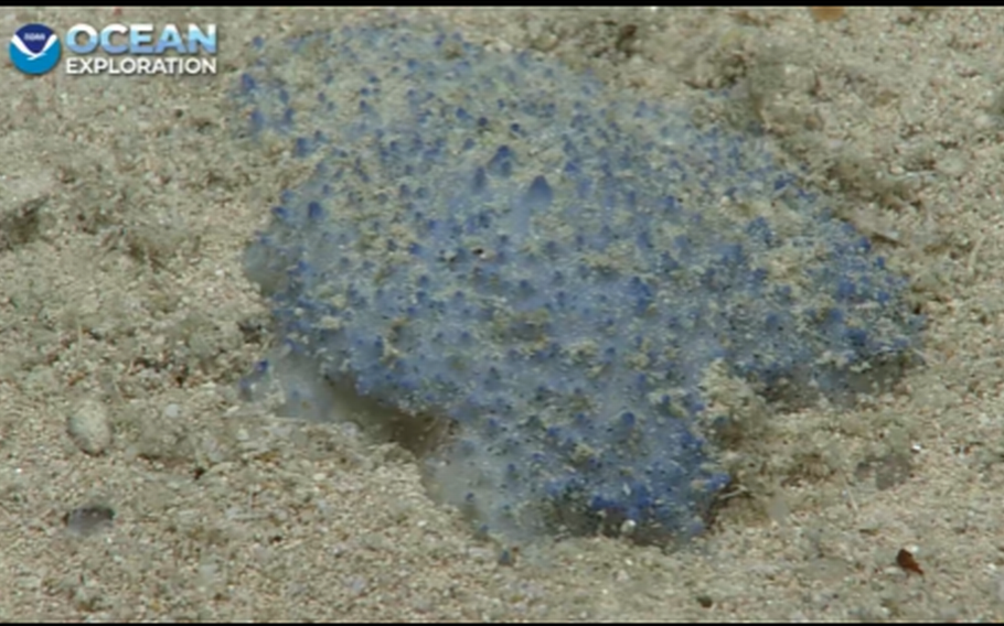 A NOAA Ocean Exploration team discovered this unfamiliar creature during an Aug. 30 dive off the island of St. Croix near Puerto Rico. 