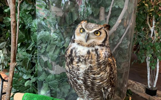 A great horned owl at the Kamakura Owl Forest near Tokyo.