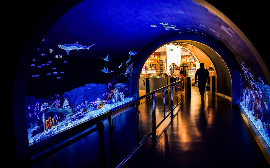 Designed as a quiet portal, the Marassi Aquarium’s entry tunnel shields visitors from the bustle of the surrounding mall.