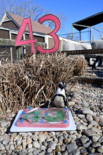 ET with the birthday cake her keepers at the Metro Richmond Zoo in Richmond, Va., made with capelin fish and decorative ice. 