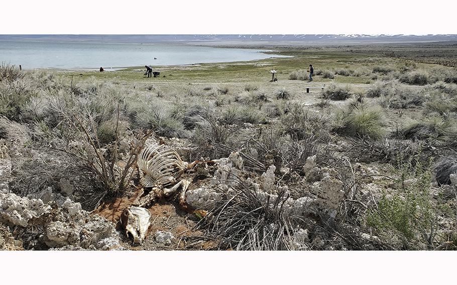 The remains of a wild horse sit along the shores of Mono Lake on May 6, 2023. U.S. Forest Service officials say the horse deaths are probably linked to the long, cold winter in California. 