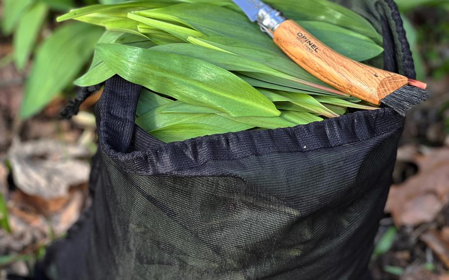 Wild ramps, with a taste similar to garlic, have become so popular that some foragers take only the leaves, leaving the bulbs in the ground to grow for future foragers. 