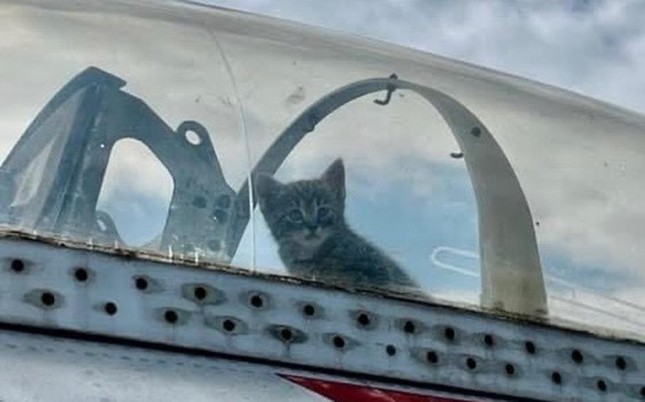 One of the five kittens born inside a vintage military jet at the Hickory Aviation Museum decided that the view was better from the cockpit.