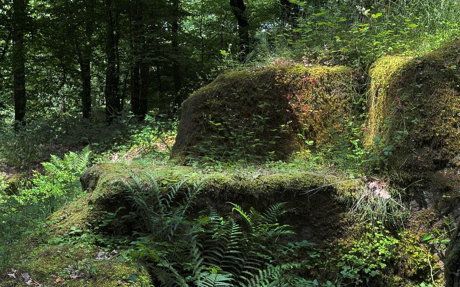 Ruins of a sandstone quarry are covered in moss and other plants.