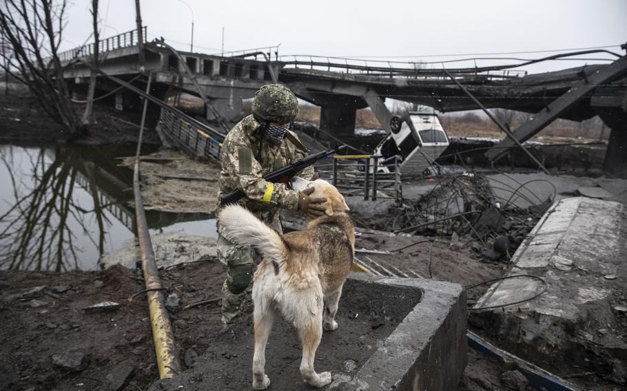A Ukrainian soldier greets a dog by a destroyed bridge on the outskirts of Kyiv on March 3, 2022