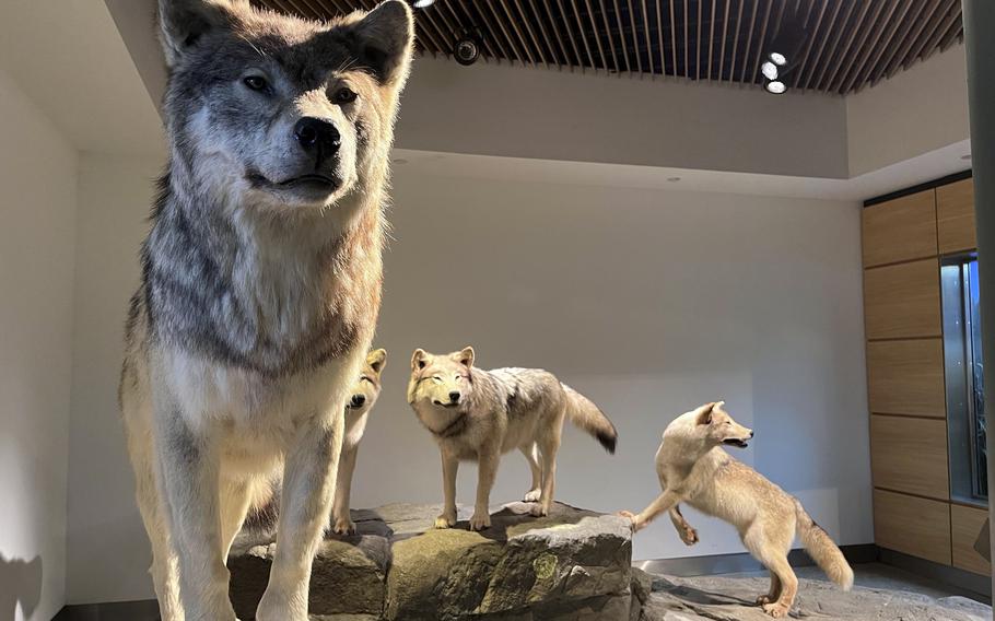 Lifelike stuffed wolves are posed realistically on rocks in a white room.
