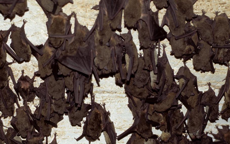 Bats can carry diseases and potentially infect soldiers operating in caves, the Army Corps of Engineers said. The U.S. Army Engineer Research and Development Center is working on how to develop sensors that would eventually be fitted to unmanned vehicles to detect naturally occurring threats in caves and underground.