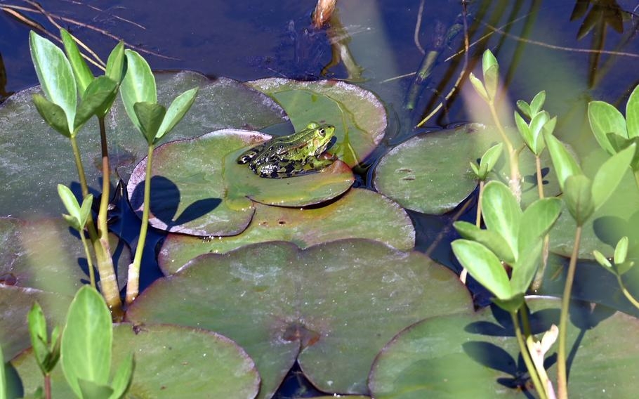 A frog sits on a lily pad in the pond in the Rosarium at  Rosenhoehe Park in Darmstadt, Germany.