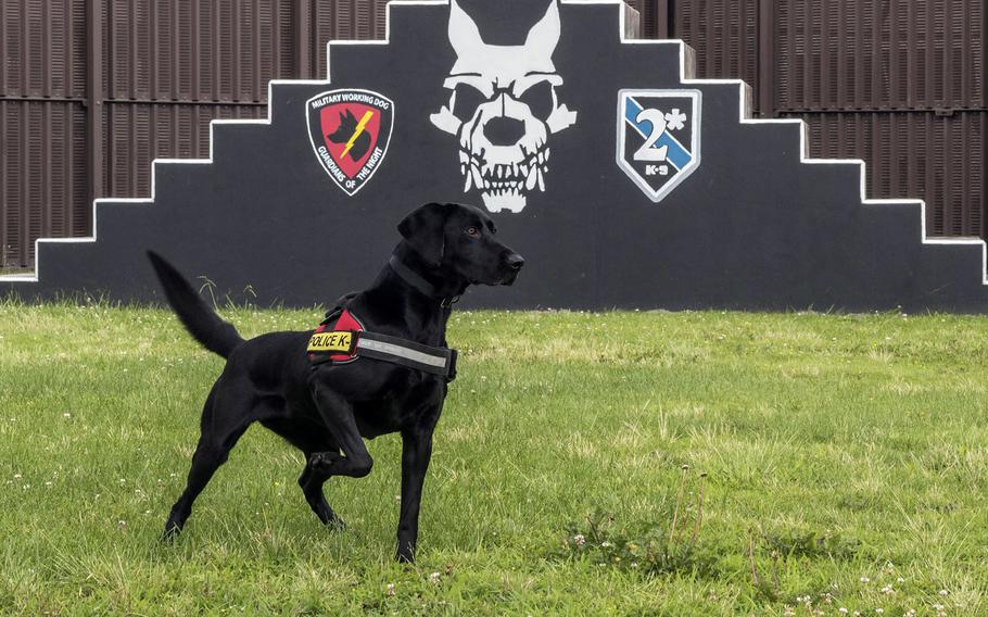 Splash, one of the newest military working dogs at Yokota Air Base in western Tokyo, looks for a tennis ball while training on June 25, 2021. 