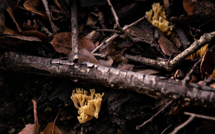 Mushrooms grow on a fallen tree branch in Canyon View Park on Jan. 12 in Aliso Viejo, Calif.