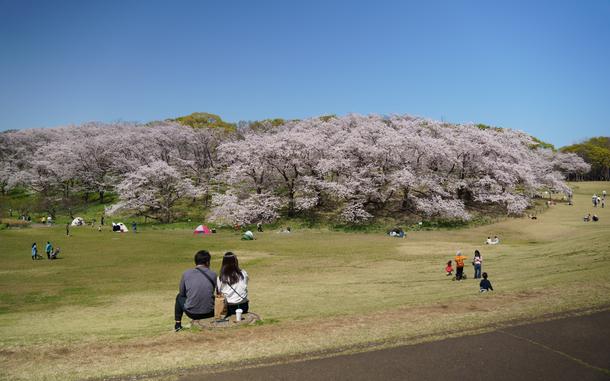 People enjoy cherry blossom blooms at a park.