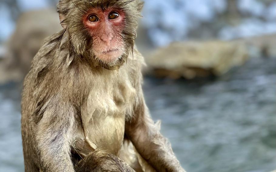 The macaque is popularly associated with lounging in hot springs in snowy forests, but its national park habitat in Nagano, Japan, is accessible year-round.