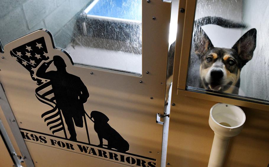This is one of the dogs in training in its kennel at the K9s for Warriors campus in Nocatee, Fla., in 2020.