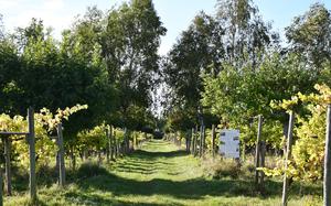 The entrance to the vineyard that starts the tour through the Giffords Hall Vineyard. A tour guide usually walks guests through and describes the variety of grapes grown on the property. 