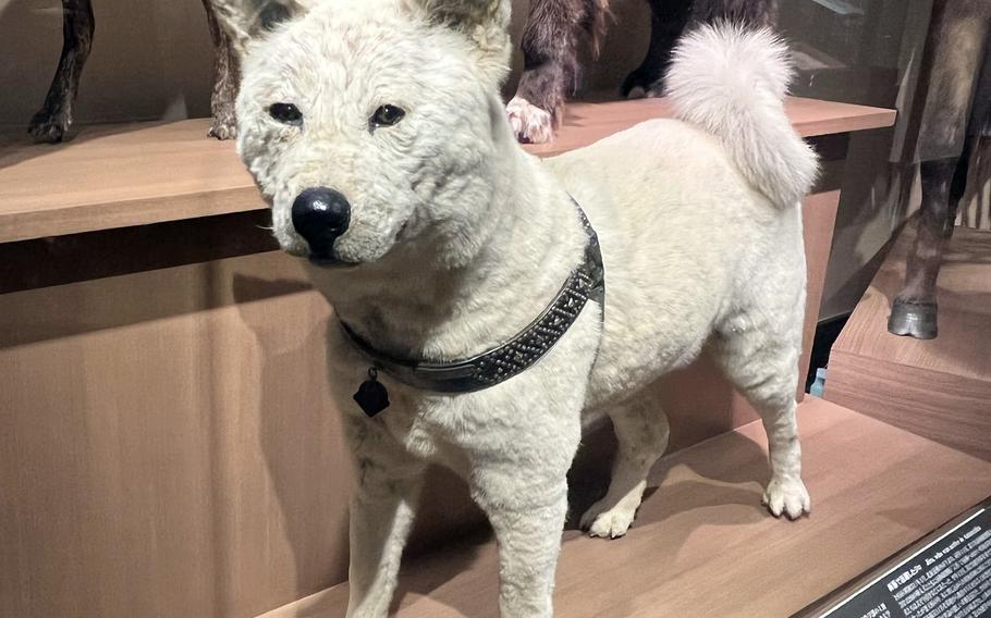 For another macabre experience, visit “the real Hachiko” at the National Museum of Nature of Science in Tokyo.