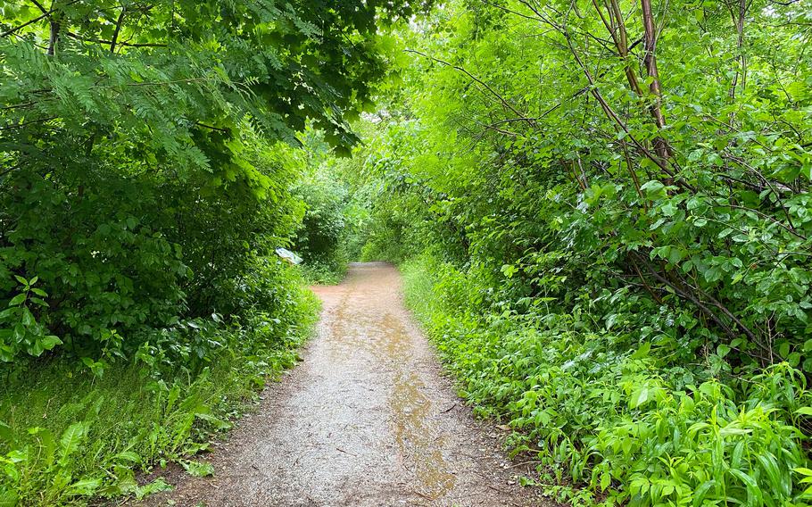 A dirt path leads into a wooded area with tall grass on either side and trees hanging above.
