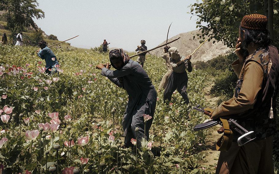 Taliban gunmen supervise day laborers as they destroy poppy fields in Baghdara