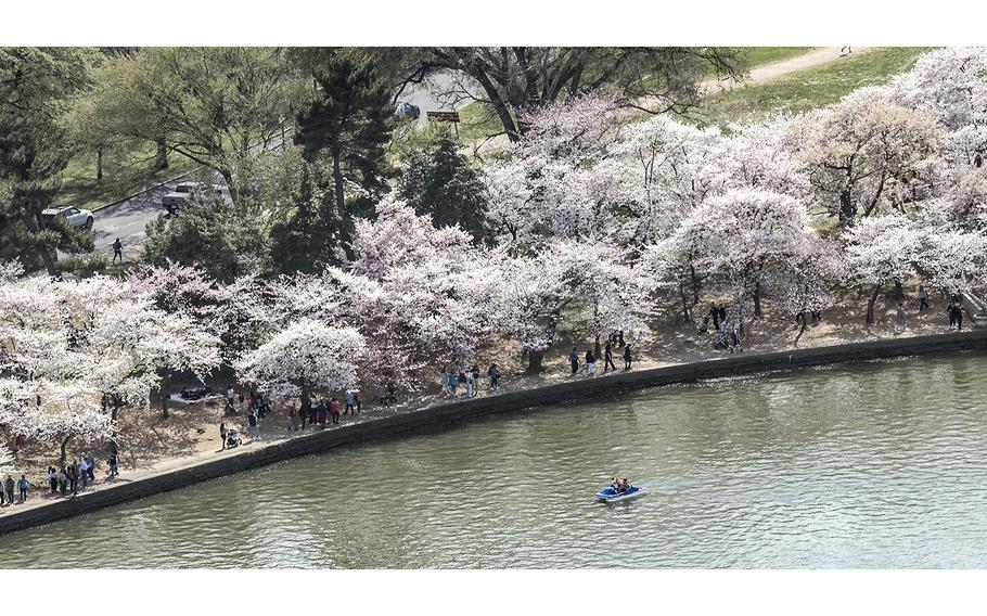 Cherry blossoms at the Tidal Basin in Washington, D.C., as seen from the Washington Monument on 
March 23, 2023.