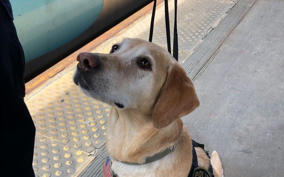 Summer trained with the 1st Battalion, 7th Marines at Twentynine Palms in California. She went on to deploy to Iraq and Afghanistan, where she survived firefights, sniffed out improvised explosive devices and saved countless lives.