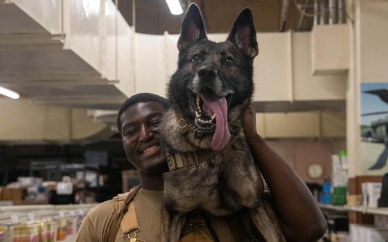 Then-Staff Sgt. DariusOmar Stephens, a military working dog handler for the 18th Security Forces Squadron, works with ZsoZso at Kadena Air Base, Okinawa, Aug. 24, 2023.