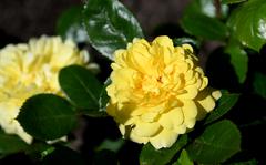 A Yellow Meilove rose was one of the early bloomers at Rosarium at Park Rosenhoehe in Darmstadt, Germany. When in bloom, the roses are the highlight of the park once founded by a grand duchess in the early 19th century.