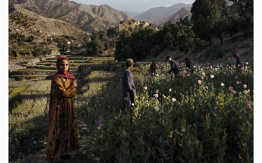 Farmers harvesting their poppy field watch workers hired by the Taliban government destroy another section of the field last month in Afghanistan’s Nanghahar province.