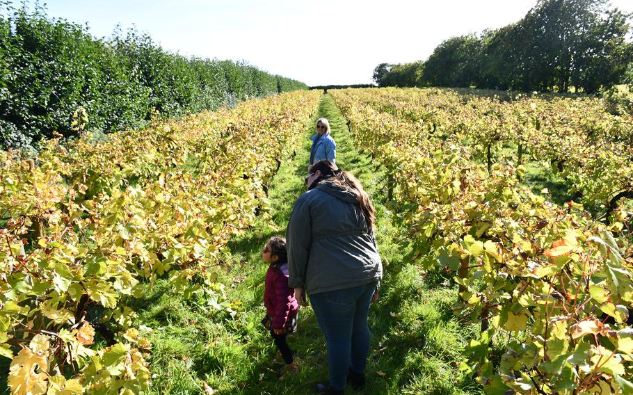 Kelly Alvarez and her daughter Penelope admire grapes at Giffords Hall Vineyard on Oct. 17, 2023. Penelope frantically searched for leftover grapes from the harvest the previous week to snack on during a tour.