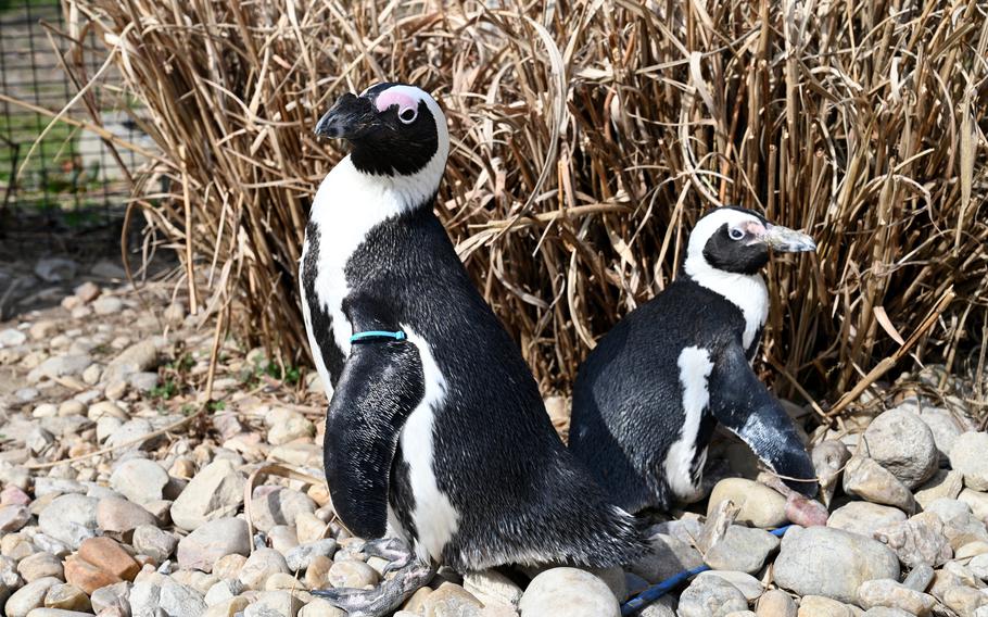 ET, right, and her mate Einstein have their own enclosure at the Metro Richmond Zoo in Richmond, Va. ET, age 43, is believed to be the world's oldest African penguin. Her mate is 13. 