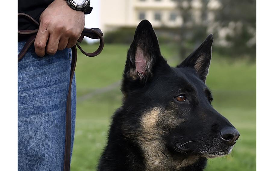 Veterans diagnosed with post-traumatic stress disorder are slated to participate in a national pilot program to train service dogs, as part of a law passed by Congress last year. 