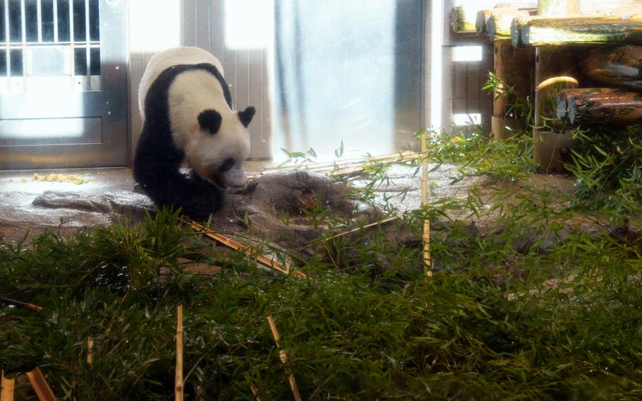 Xiang Xiang, a 5-year-old giant panda at Ueno Zoological Gardens, will be sent back to China on Feb. 21, 2023, under an agreement between Tokyo and Beijing.