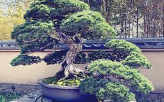 This 500-year-old pine is the pride of the Omiya Bansai Art Museum courtyard in Saitama prefecture, Japan.