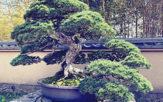 This 500-year-old pine is the pride of the Omiya Bansai Art Museum courtyard in Saitama prefecture, Japan.