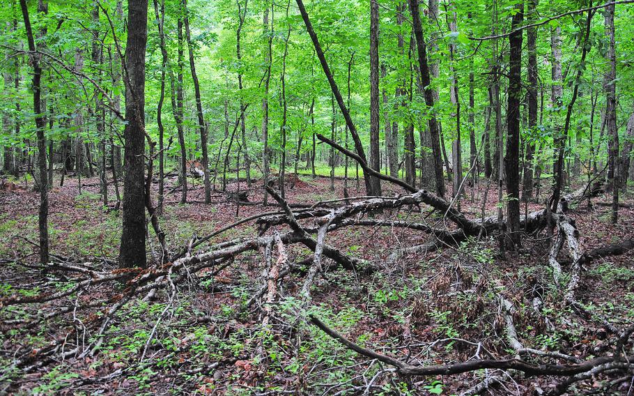 Much of the Wilderness battlefield in Spotsylvania County, Va., looks as it did in May 1864, although the understory is much clearer now than then, based on soldiers’ accounts at the time.