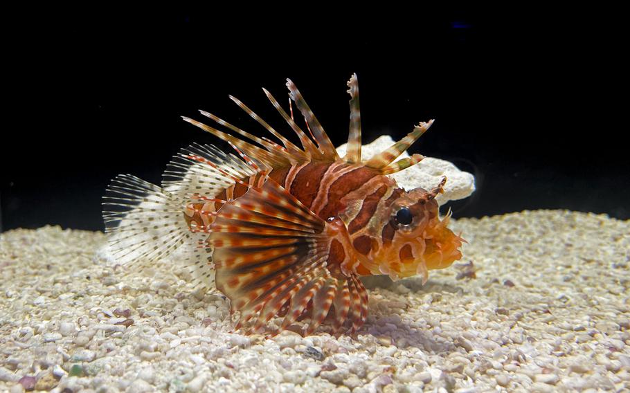 From “love” to “relationships,” Yokohama Kaiun Aquarium features several themed rooms filled with colorful fish. 