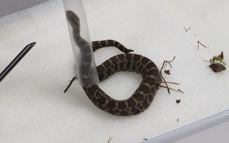 A snake partially inside of a plastic tube.