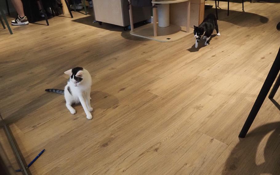 Izzi, a tuxedo cat, and George, a piebald gray tabby, play with a pen at the Katzentempel cat cafe in Trier, Germany, June 8, 2024.