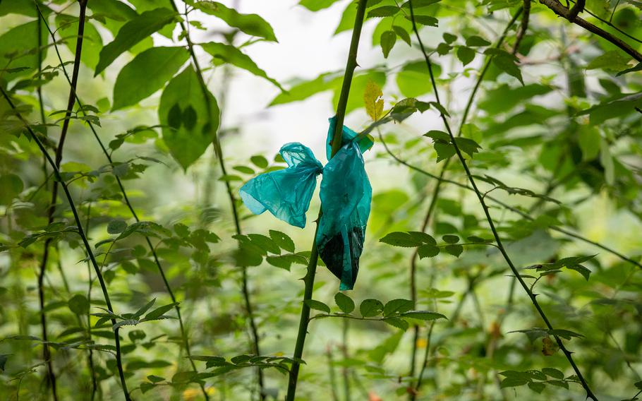 A bag apparently containing feces sits on a branch along the Roller Coaster. 