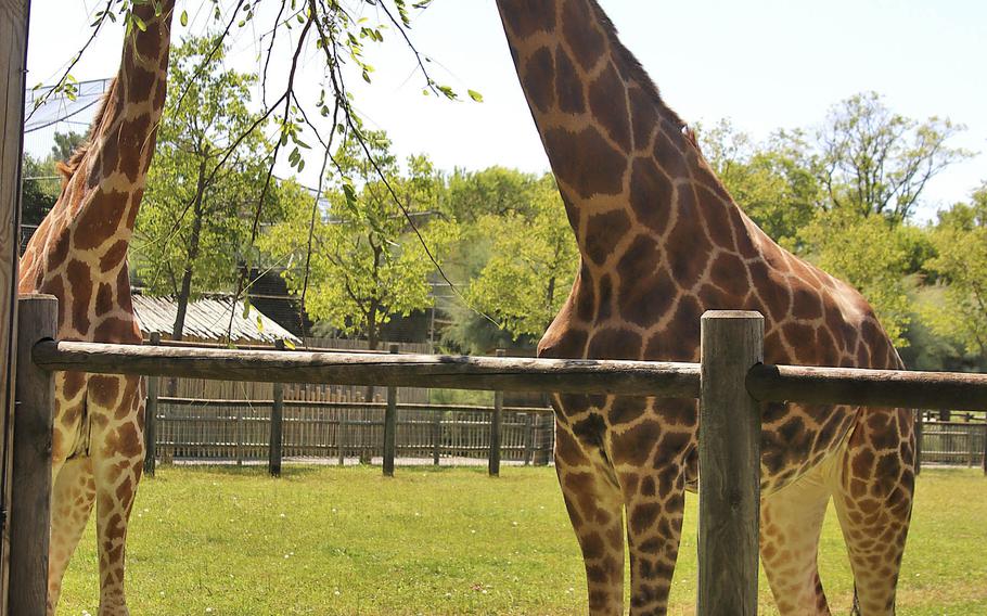 Giraffes feed on fresh leaves at the Parco Zoo Punta Verde in Lignano Sabbiadoro, Italy, on Aug. 17, 2021. The zoo is near both Aviano and Vicenza, making it an ideal day-trip location for military families.