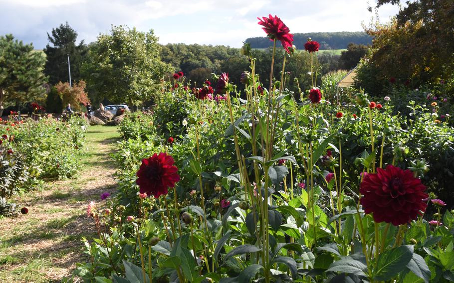 Fresh dahlias can be cut and purchased in the flower field at the Hitscherhof farm in Massweiler, Germany.